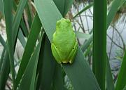 Hyla arborea