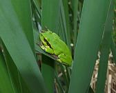 Hyla arborea