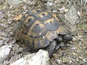 Testudo graeca