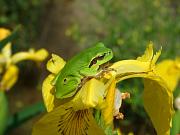 Hyla arborea