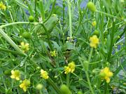 Hyla arborea