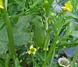 Hyla arborea