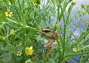 Hyla arborea