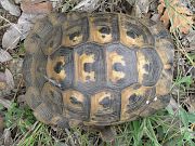 Testudo graeca