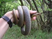 Dolichophis caspius