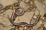 Anguis fragilis s.l.