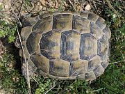 Testudo graeca