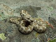Vipera ammodytes