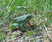 Hyla arborea