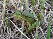 Pelophylax ridibundus