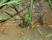 Pelophylax kl. esculentus