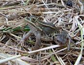 Pelophylax/Rana sp.