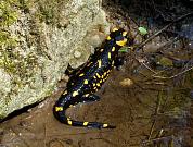 Salamandra salamandra