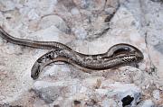Anguis fragilis s.l.