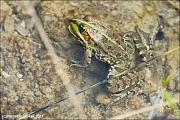 Pelophylax ridibundus