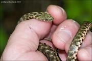 Natrix tessellata