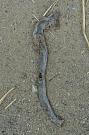 Anguis fragilis s.l.
