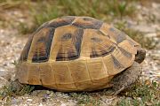 Testudo graeca