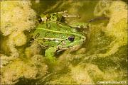 Pelophylax ridibundus