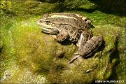 Pelophylax ridibundus