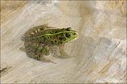 Pelophylax ridibundus