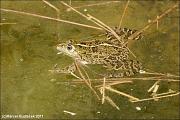 Pelophylax ridibundus