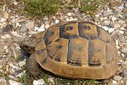 Testudo graeca