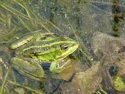 Pelophylax ridibundus