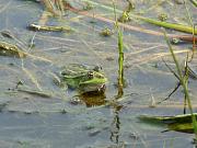 Pelophylax ridibundus