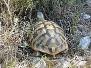 Testudo hermanni