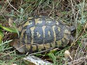 Testudo hermanni