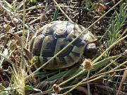 Testudo hermanni