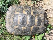 Testudo graeca