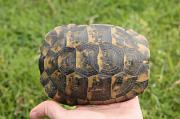 Testudo graeca