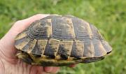 Testudo graeca