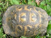 Testudo graeca