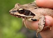 Rana dalmatina