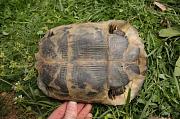 Testudo graeca