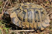 Testudo hermanni