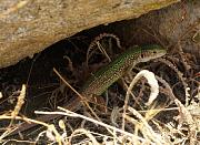 Lacerta viridis