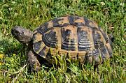 Testudo graeca