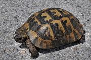 Testudo graeca