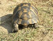 Testudo graeca