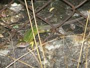 Lacerta viridis