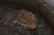 Bufo bufo