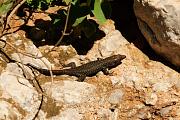 Hellenolacerta graeca