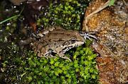 Pelophylax ridibundus