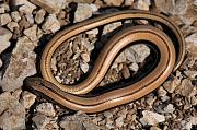 Anguis fragilis s.l.