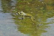 Pelophylax ridibundus