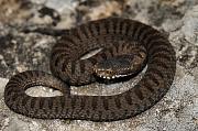 Vipera berus